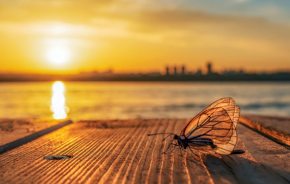 Боярышница на берегу Енисея