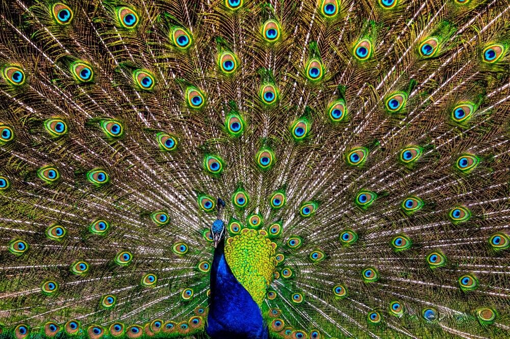 Photograph by Anzela Bazyk