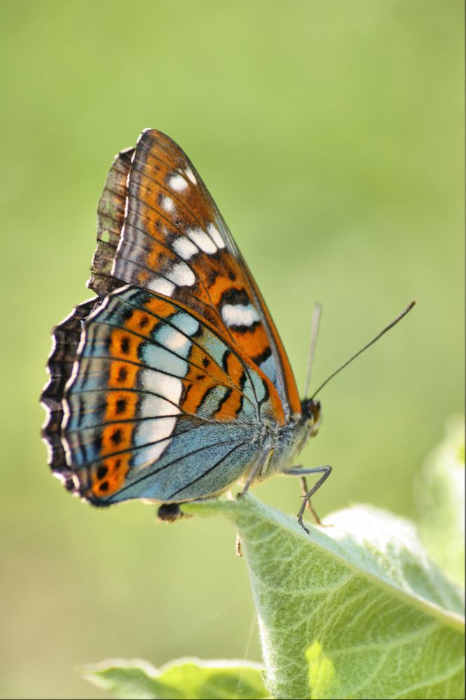 Фотография автора Онучина Юлия