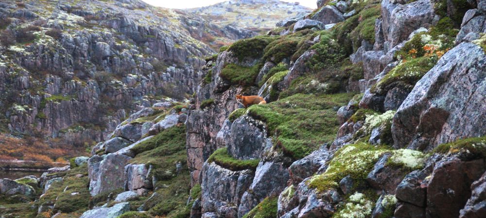Фотография автора Светлана Терехова