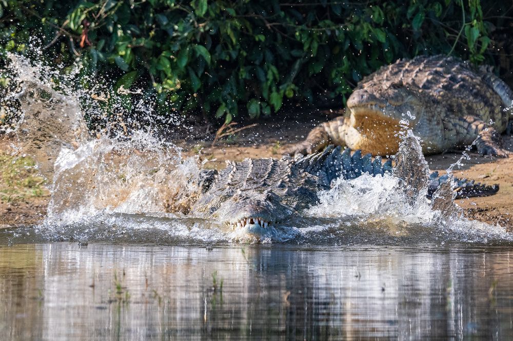 Nile crocodile in... Nile.
