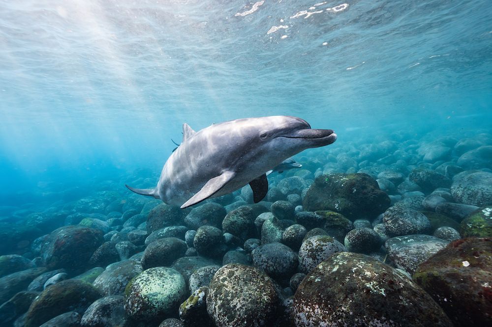 Photograph by AKASAKA AKIRA