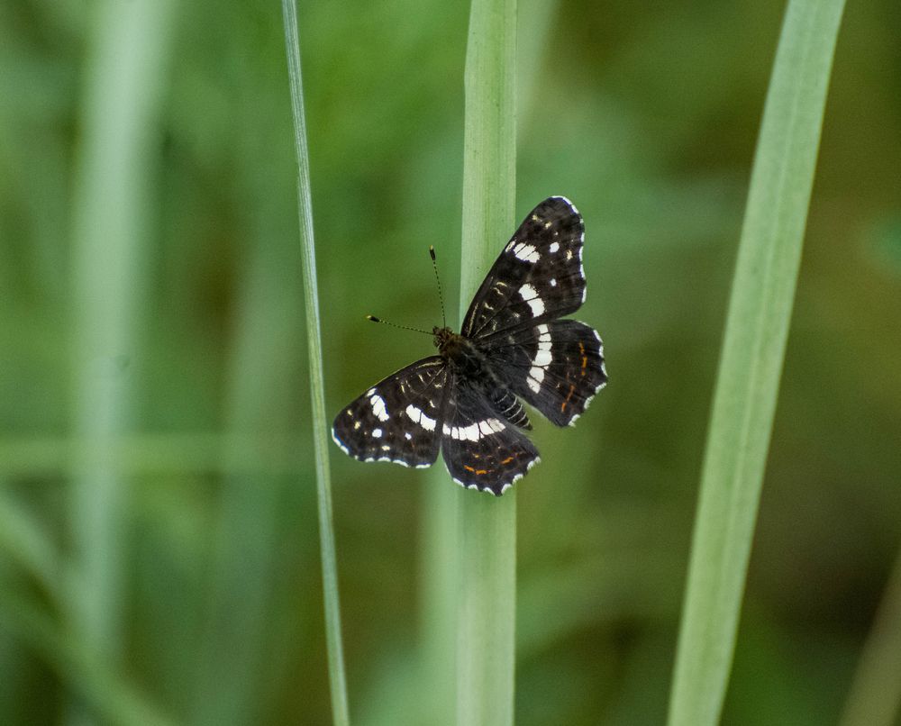 Photograph by Ирина