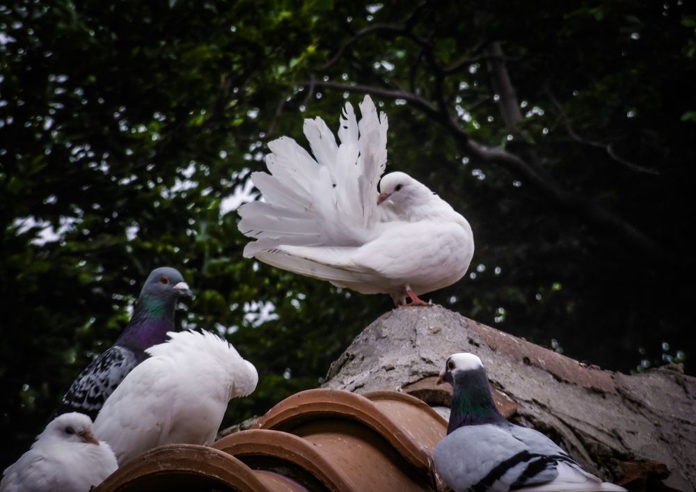 Photograph by Незабравка Христозова