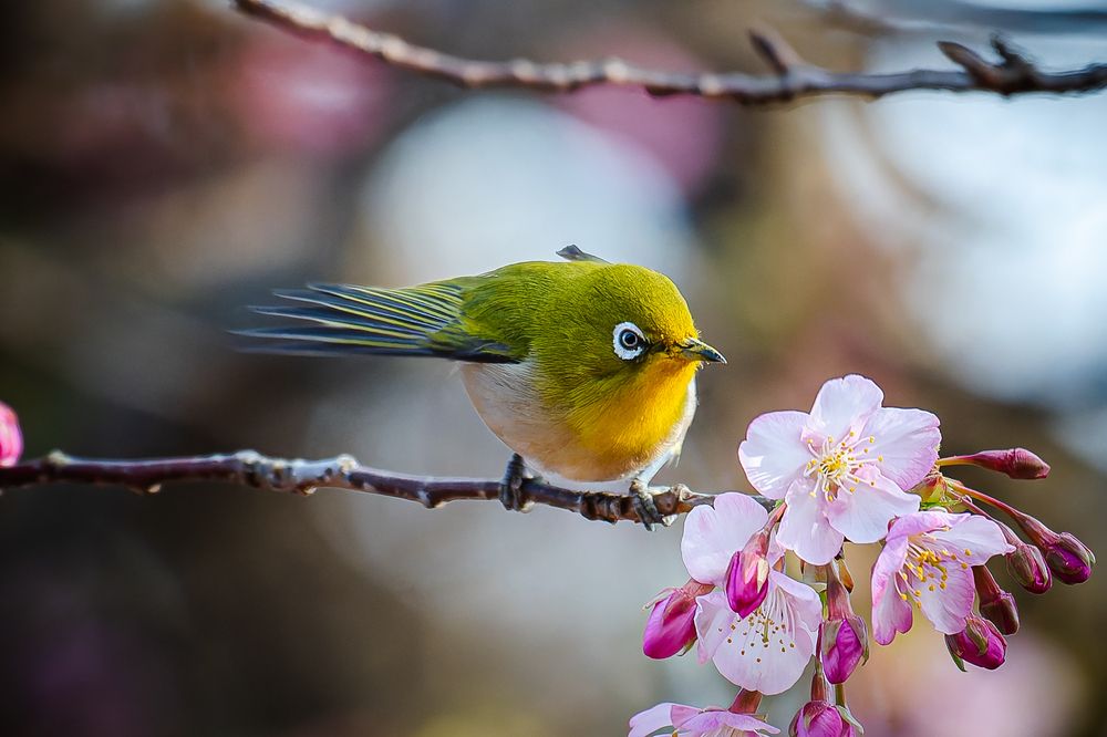 Фотография автора Uesan Aliace