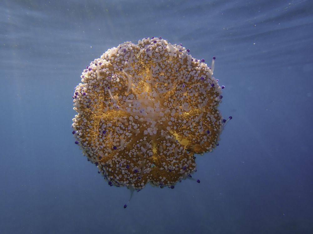 Photograph by MOHAMMED BOULHME