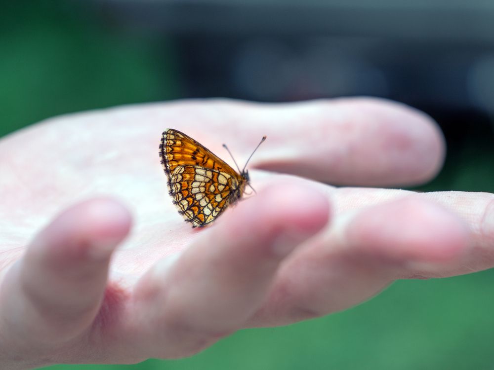 Фотография автора Вадим Серебреников
