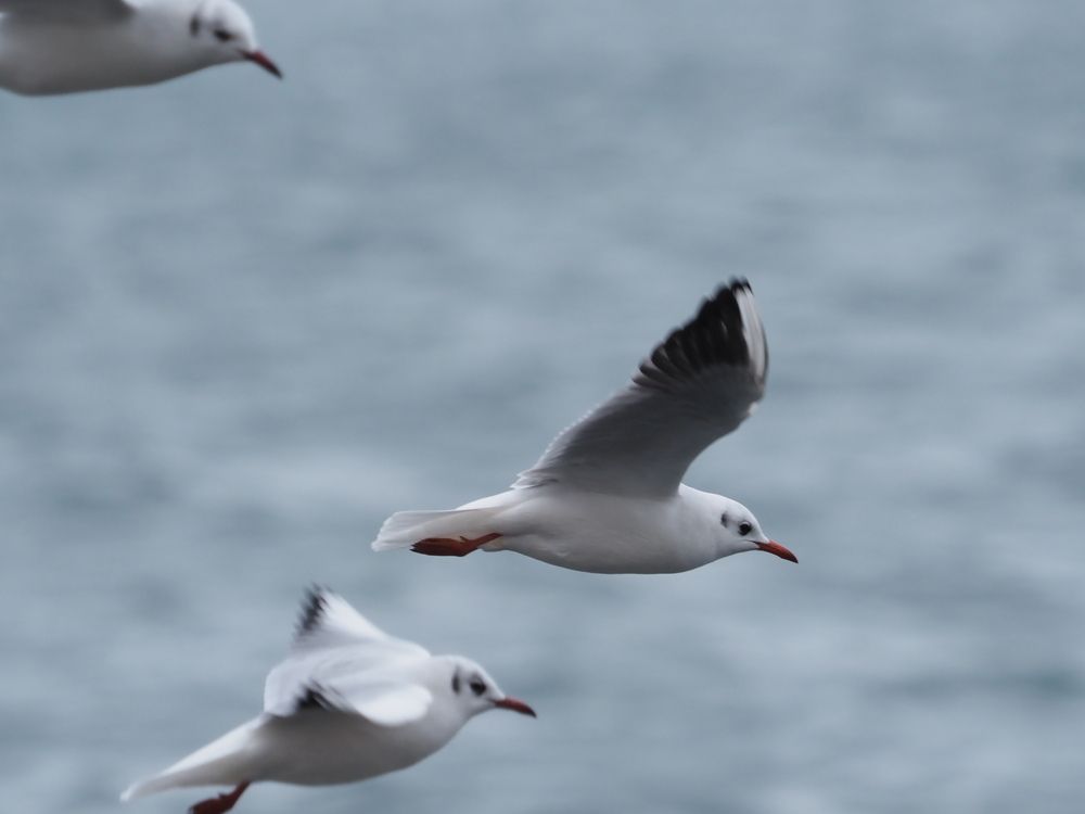 Photograph by Сергей Борисов