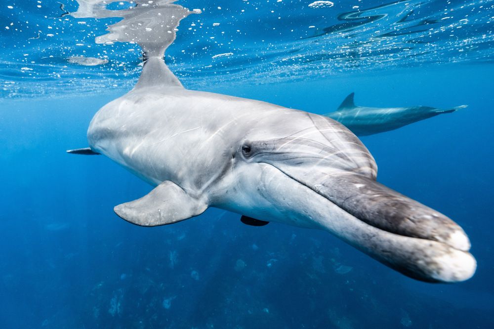 Photograph by AKASAKA AKIRA