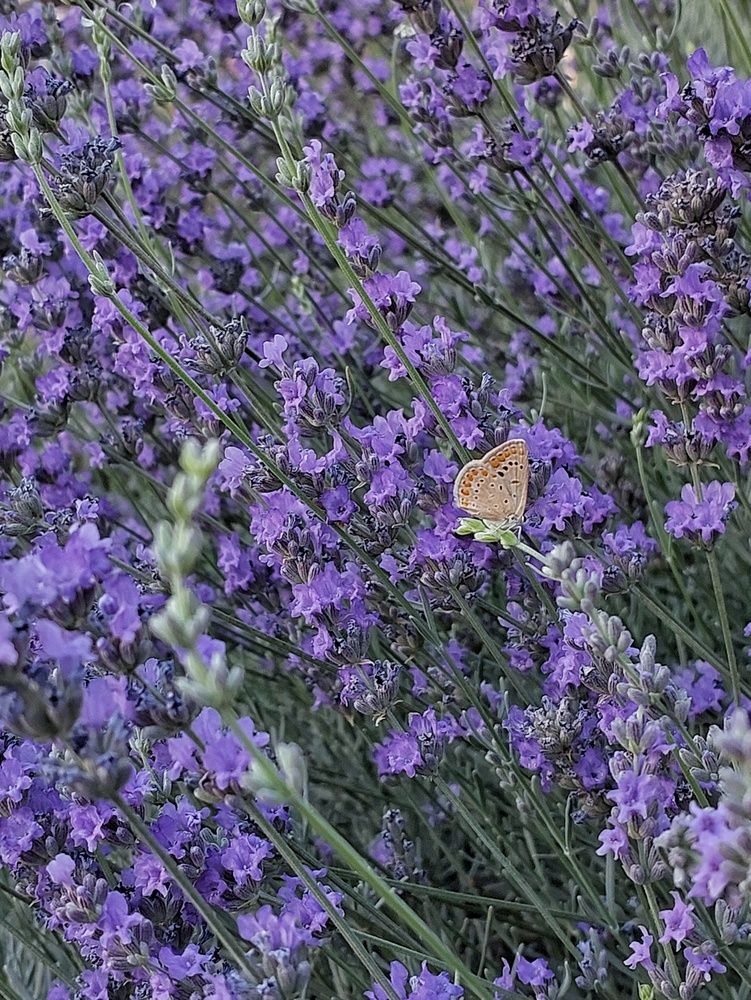 Photograph by Эмма Рахматуллина