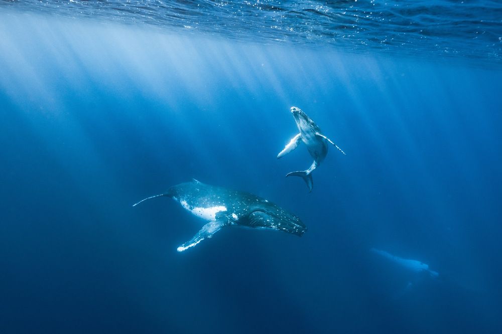 Photograph by AKASAKA AKIRA