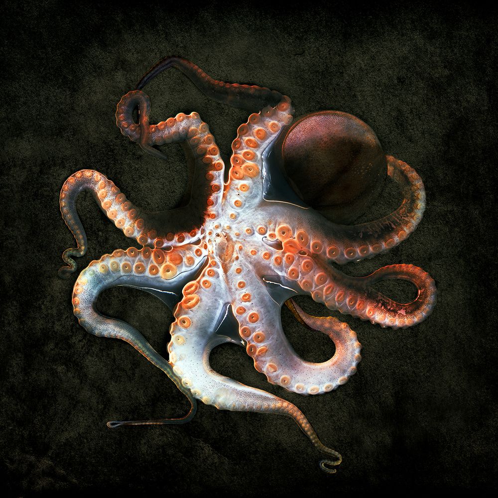 Осьминог