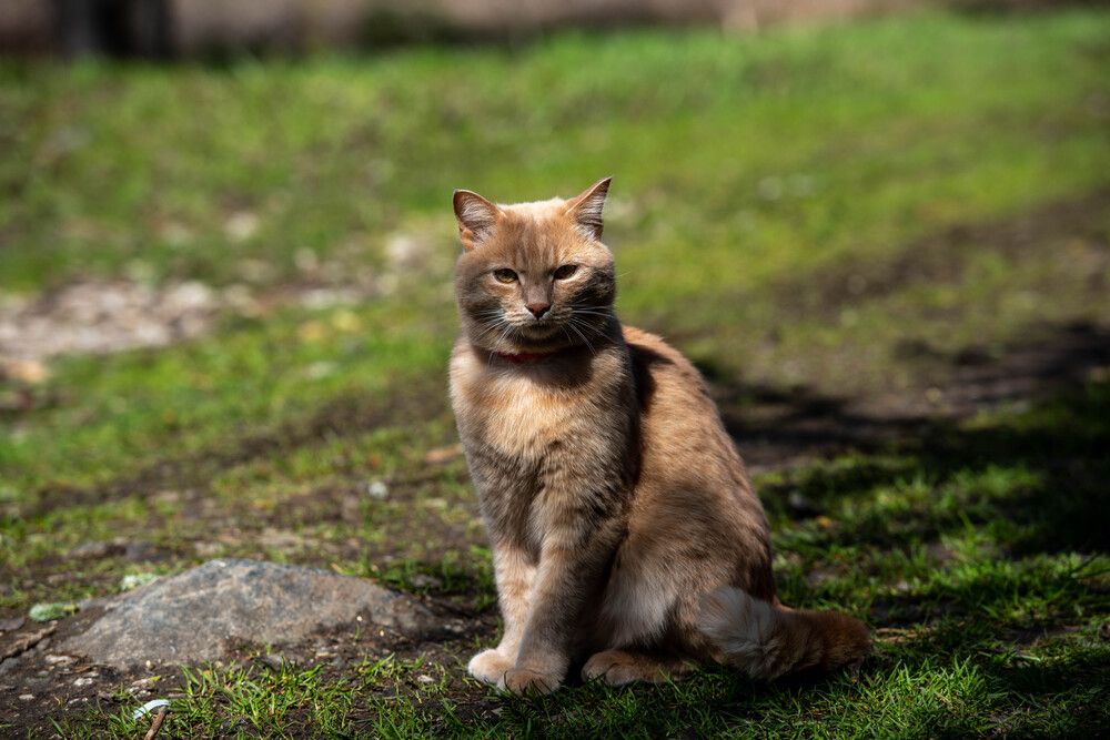 Фотография автора Сергей Чесноков