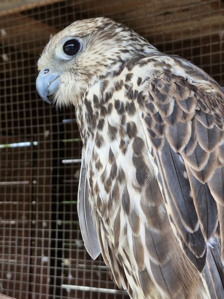 Фотография автора Сергей Чесноков