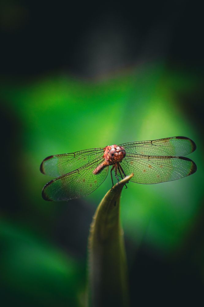 Photograph by Mauricio Santiago Boulogne