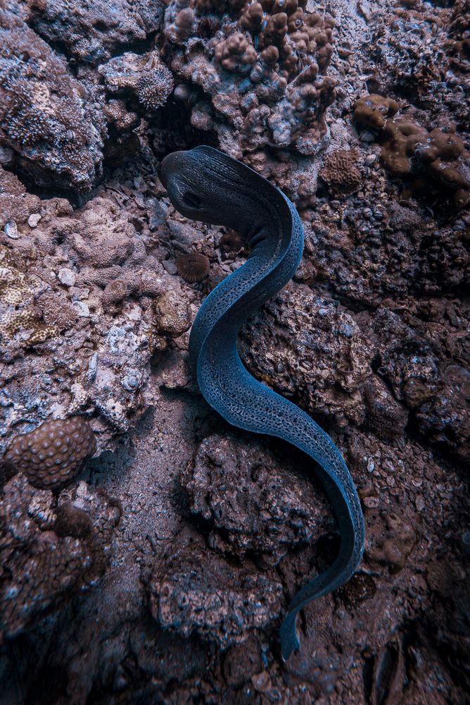 Photograph by Damian Almua