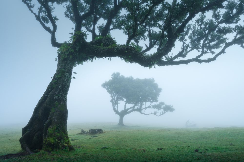 Twisted trees of Fanal forest