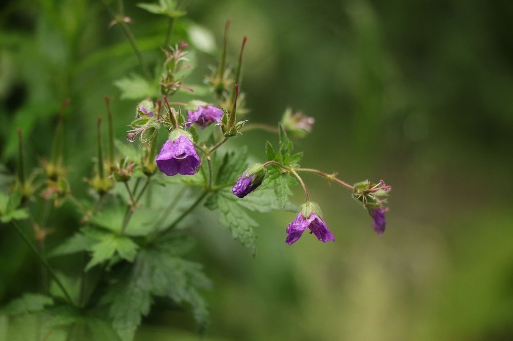 Фотография автора Анатолий Нифантов