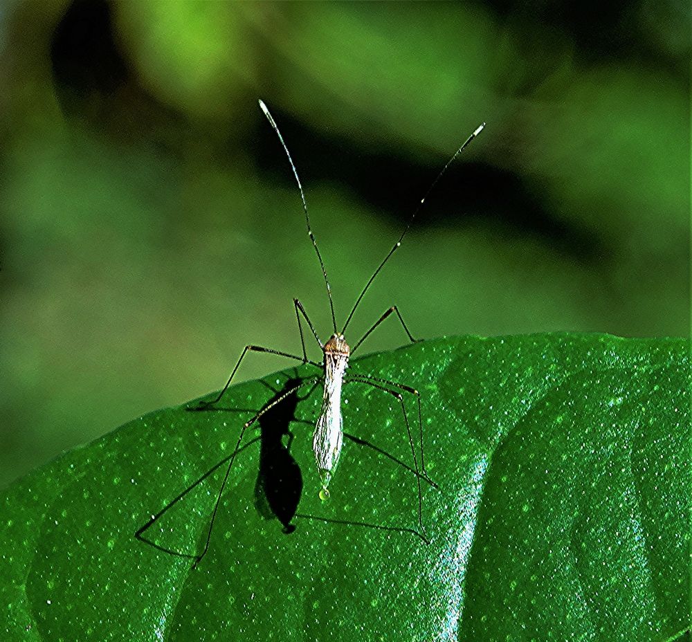 Фотография автора DENISE Monteiro de Lima Demange
