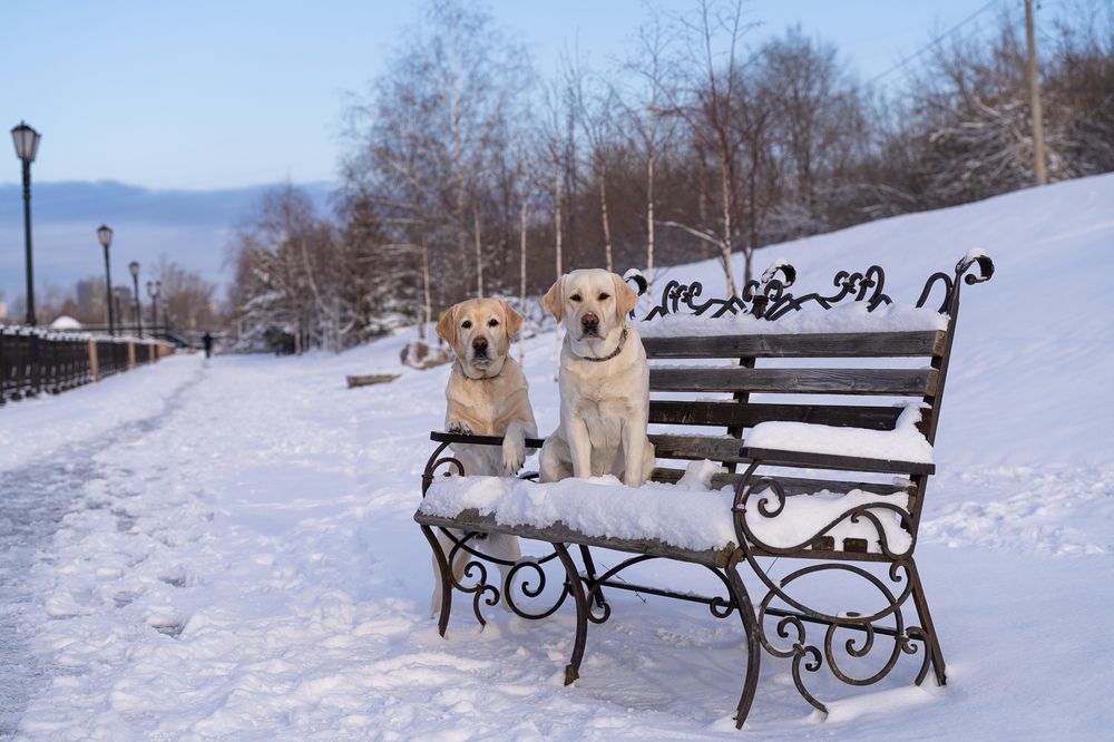 Фотография автора Елена Баврина