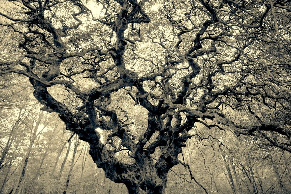 Photograph by Чавдар Георгиев