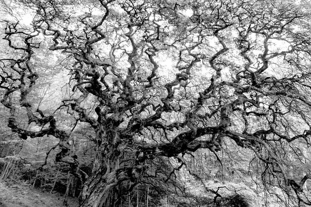 Photograph by Чавдар Георгиев