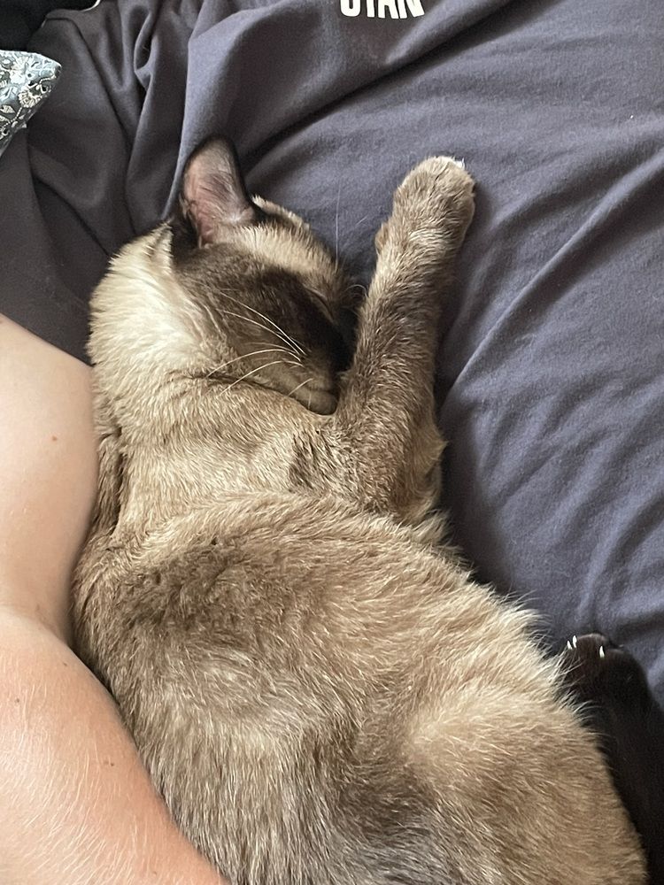 Фотография автора Арина Мясникова