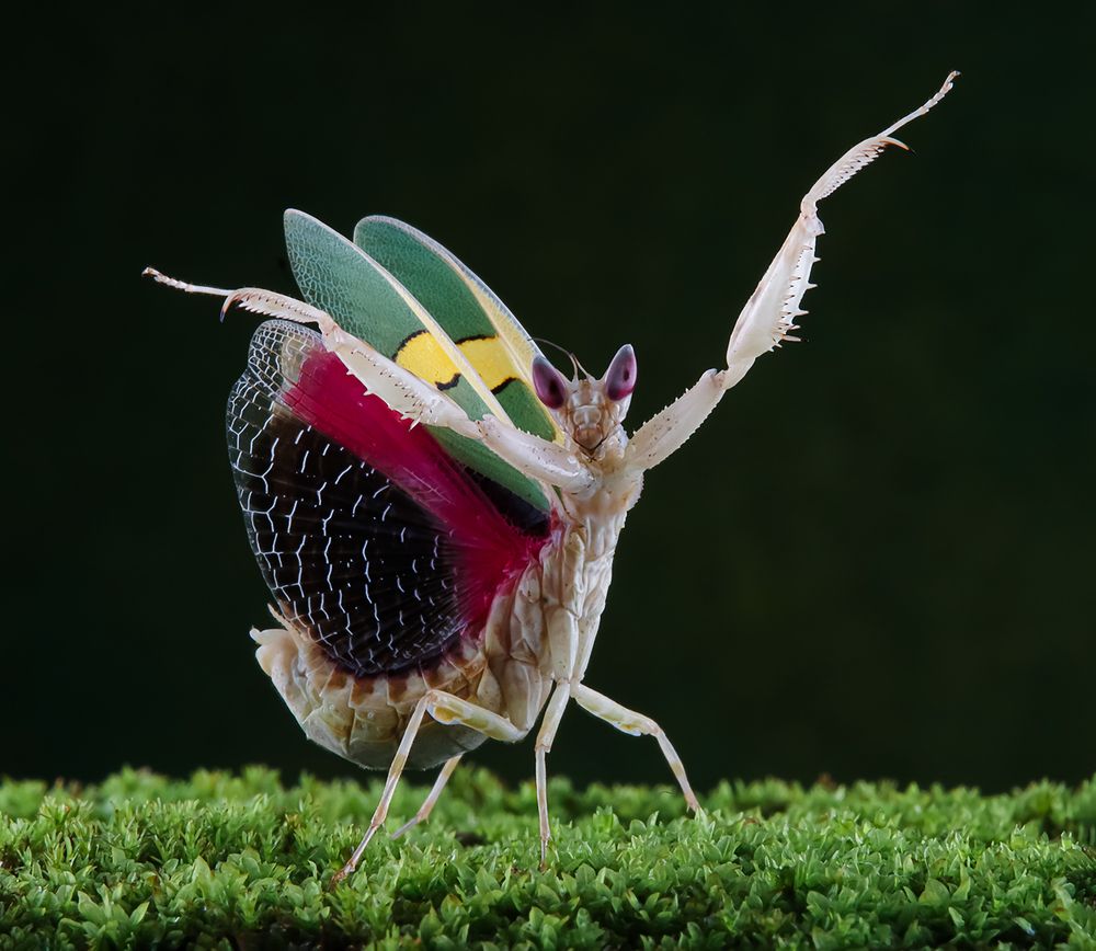 Jeweled Flower Mantis - Creobroter Urbanus