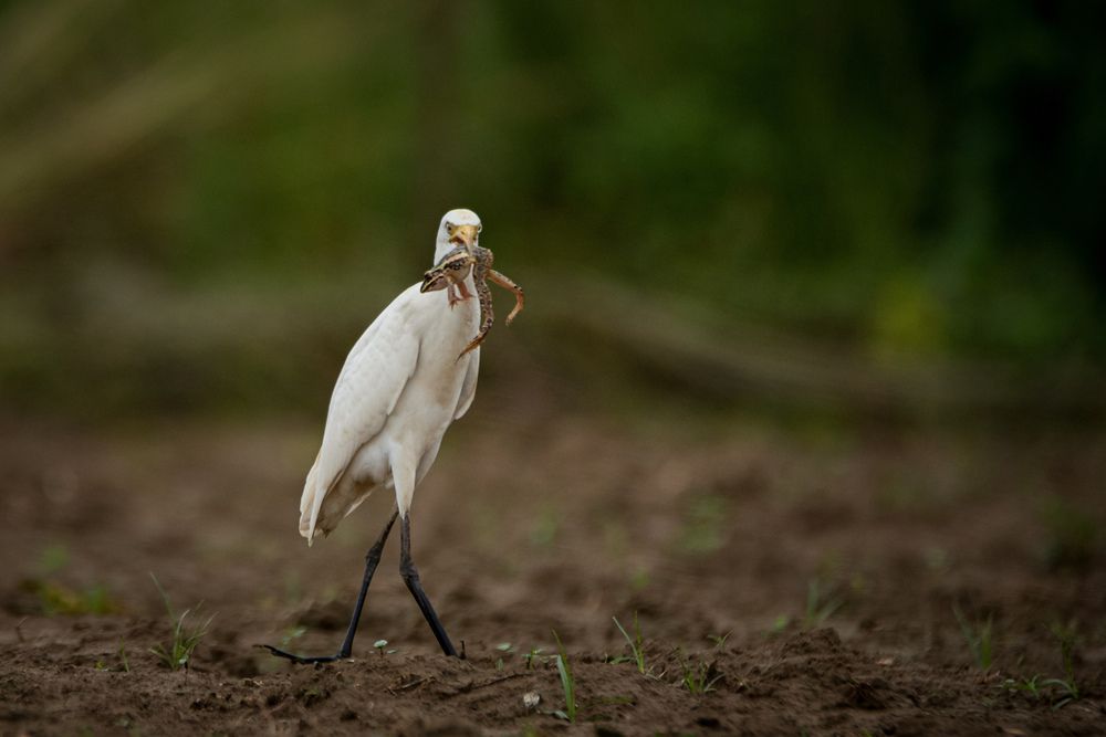 Фотография автора Pallab Ghosh