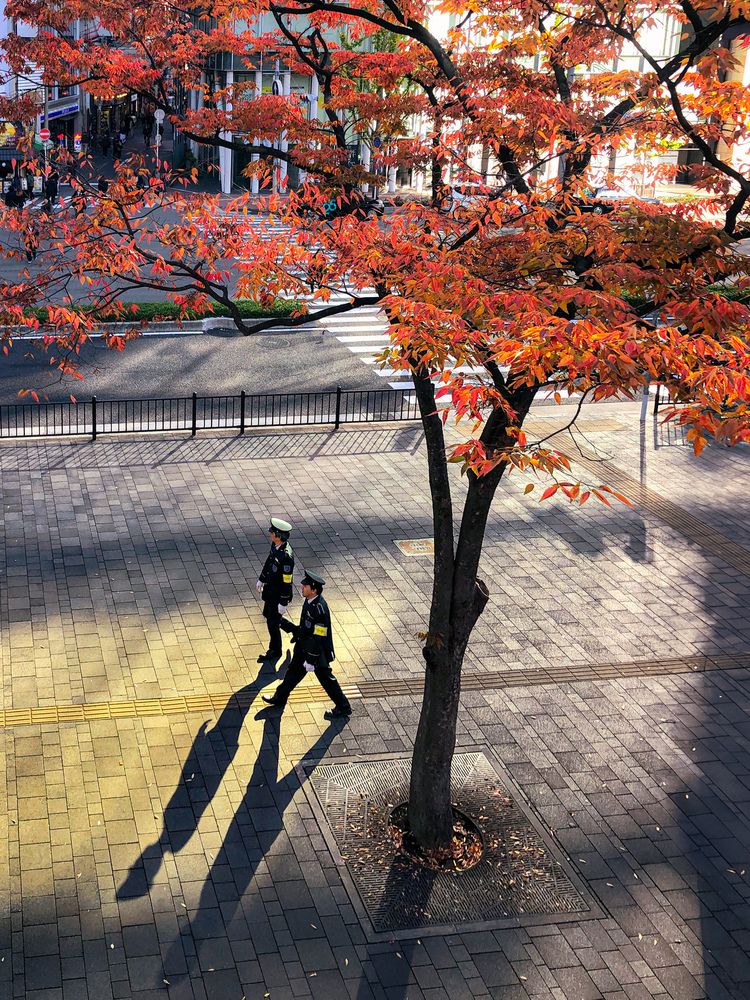 Silent guardians under autumn’s glow.