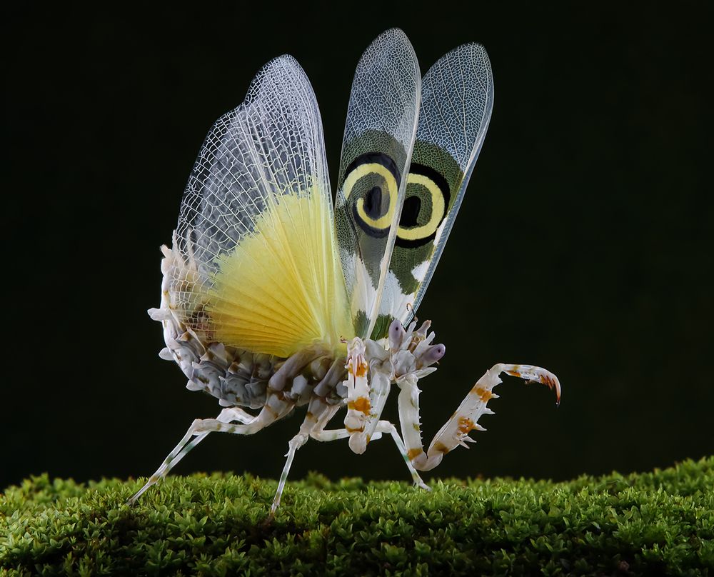 Spiny Flower Mantis - Pseudocreobotra Wahlbergii