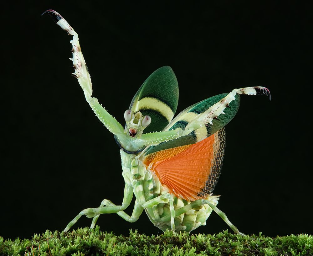 Banded Flower Mantis - Theopropus Elegans