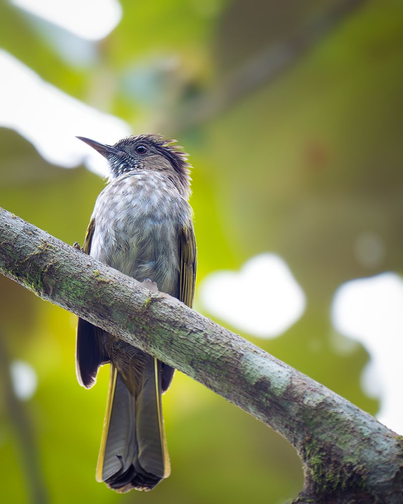 Mountain Bulbul in Fraser Hill, Malaysia