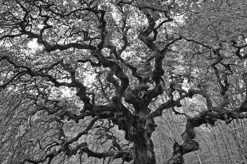 Photograph by Чавдар Георгиев