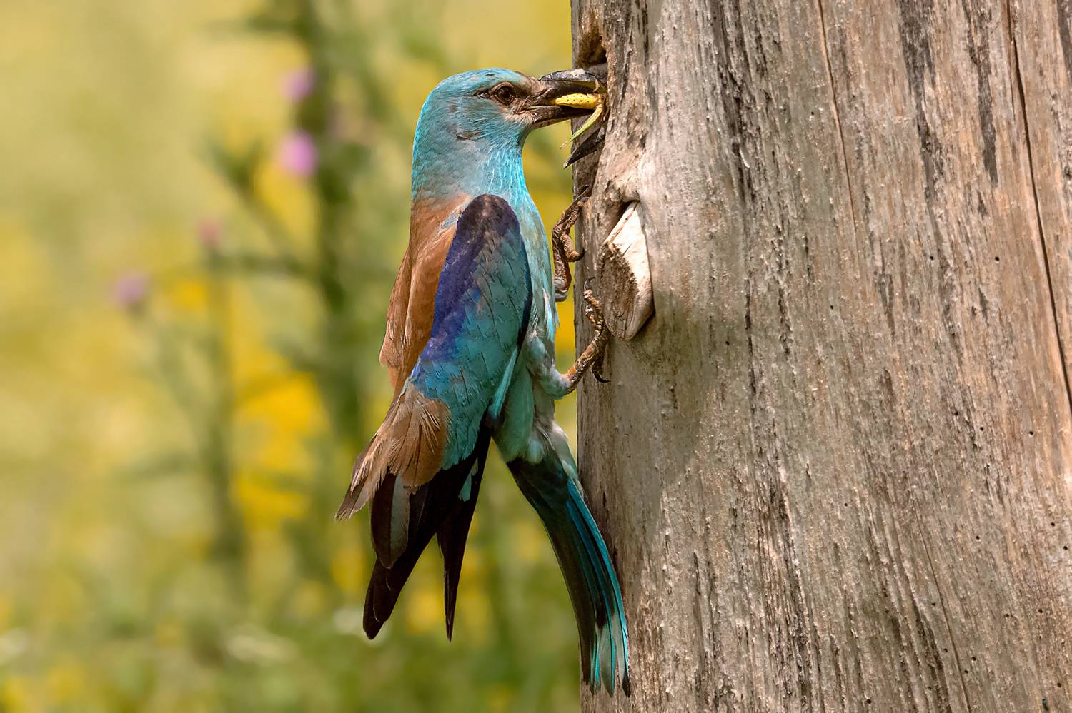 Фотография #11991653