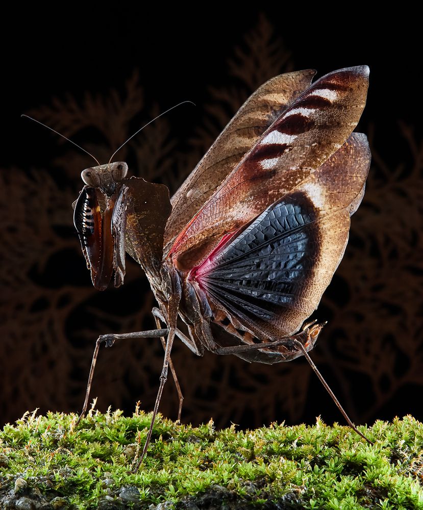 Dead Leaf Mantis - Deroplatys Desiccata