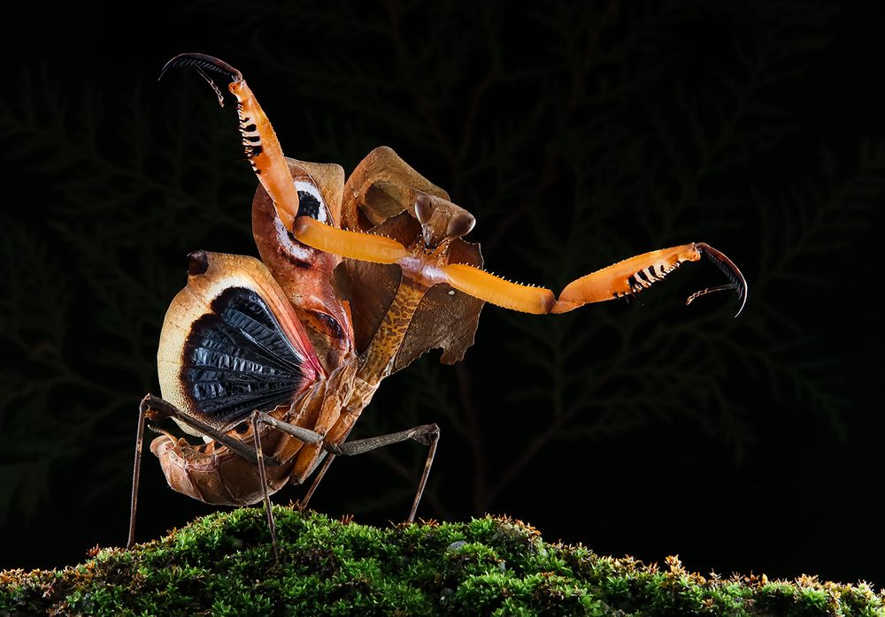 Dead Leaf Mantis - Deroplatys Desiccata