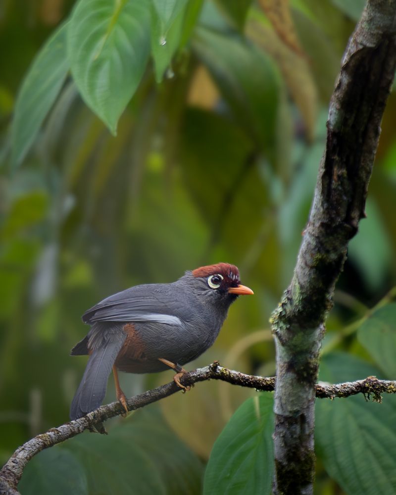 Birding in Fraser Hill, Malaysia