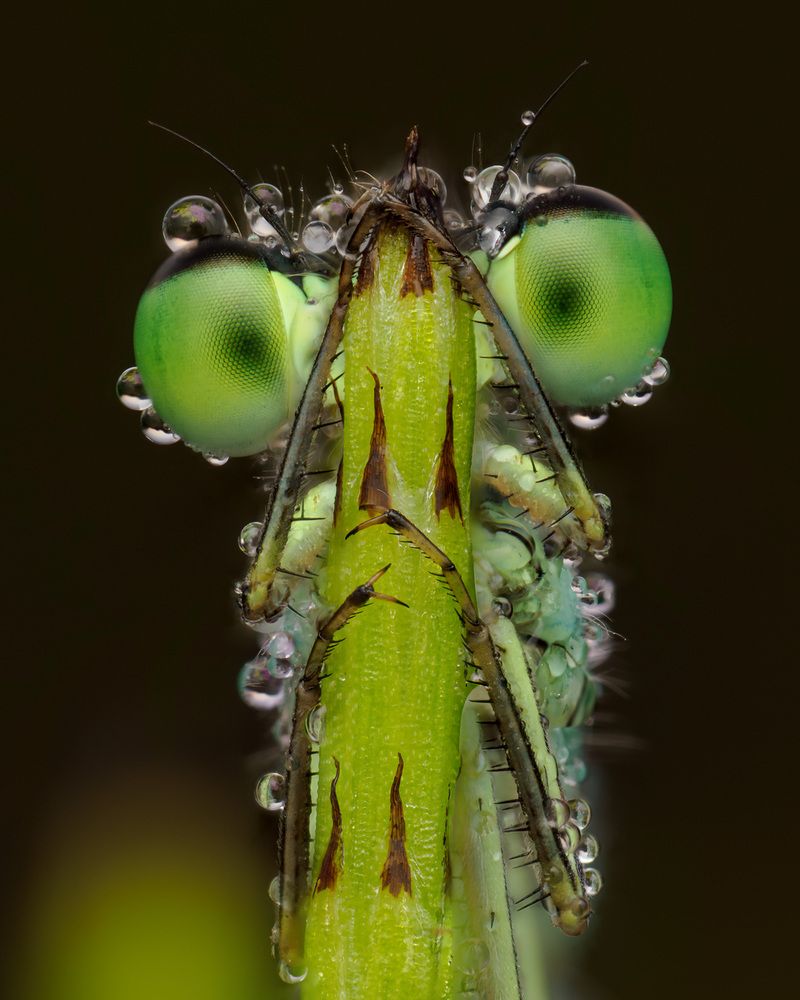 Photograph by Richard Kubica