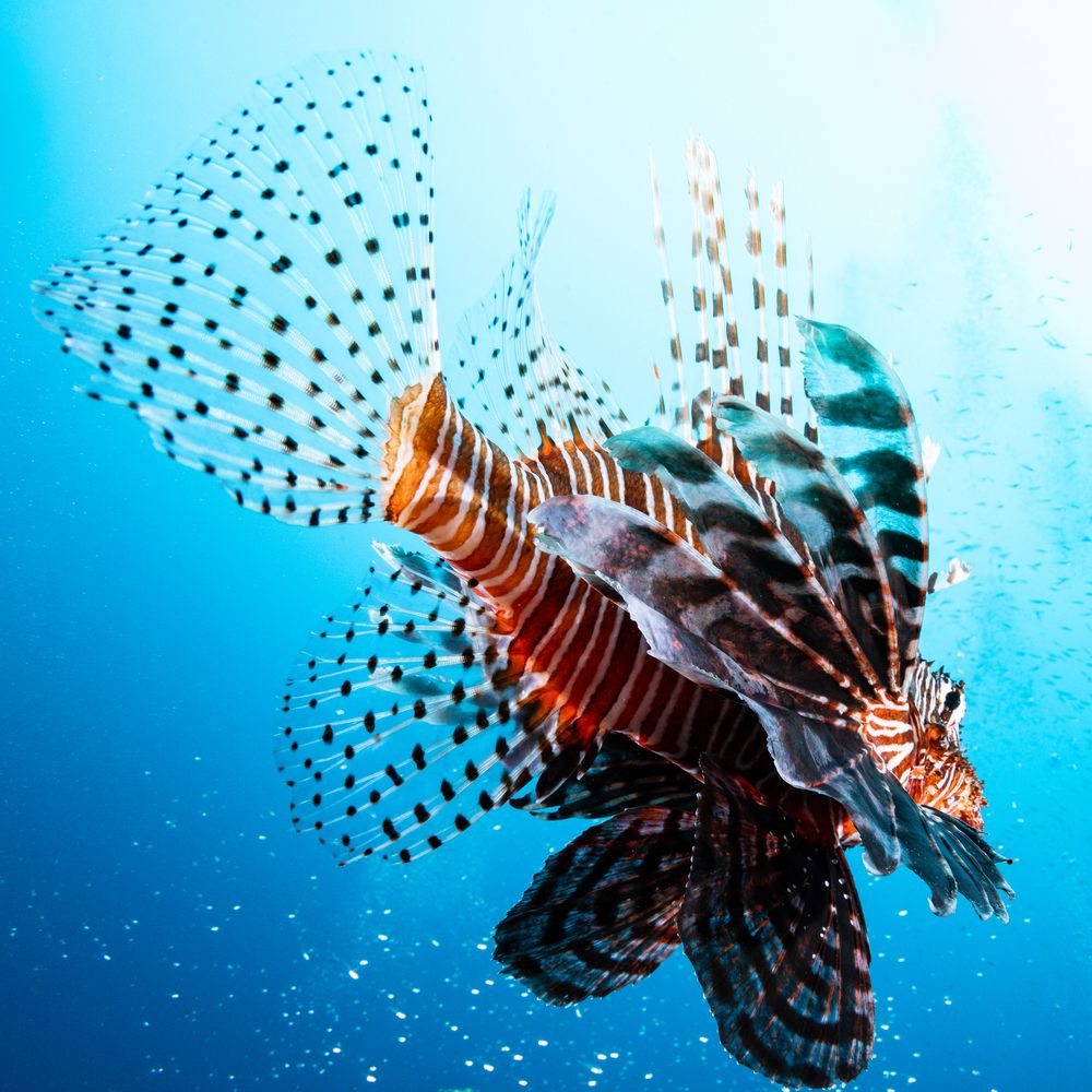 Photograph by Kawasaki Kotaro