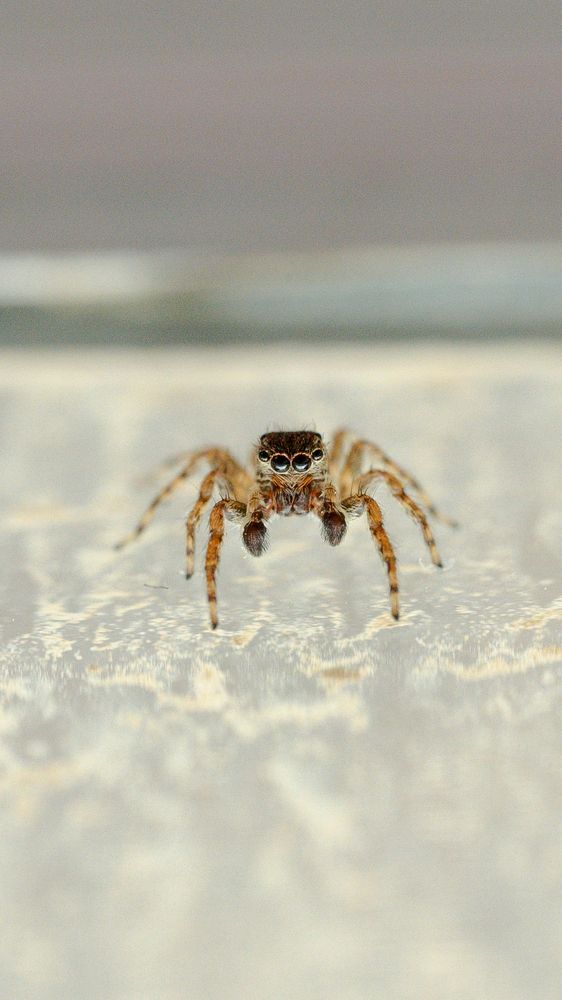 Photograph by Эмилия Лаце