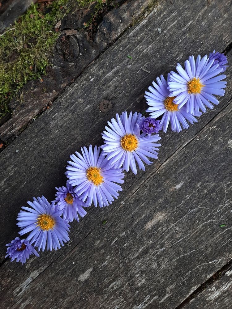 Photograph by Ирина Заворуева