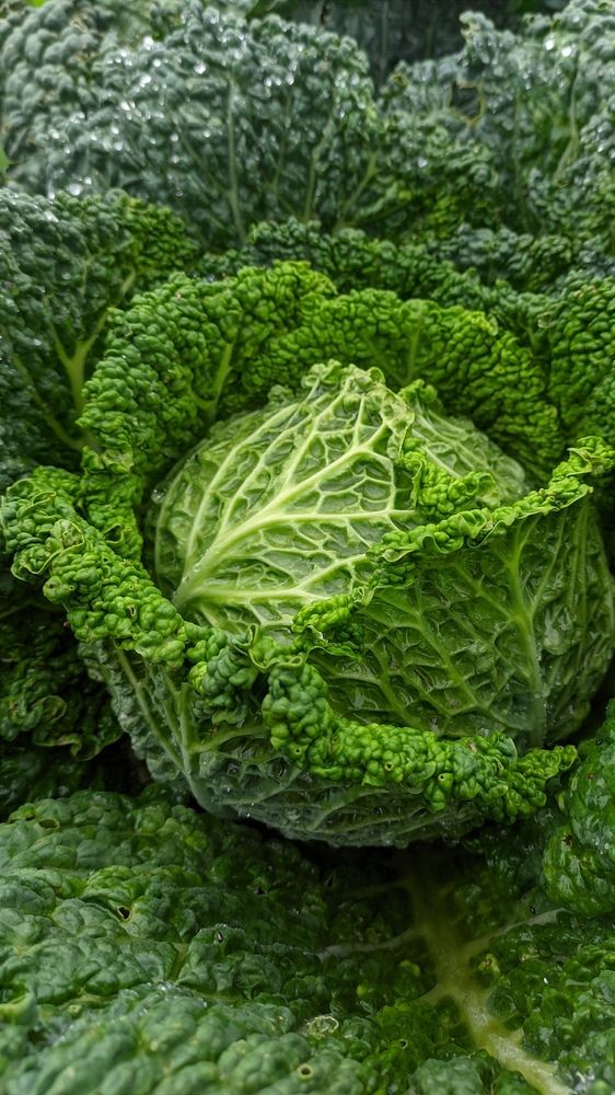 Фотография автора Васильева Ирина