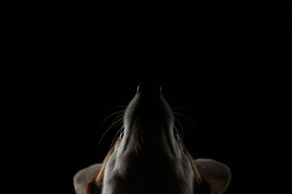 Photograph by Лана Полякова