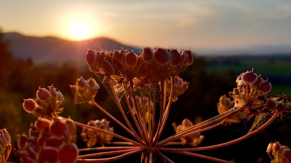 Poison plant in sunset