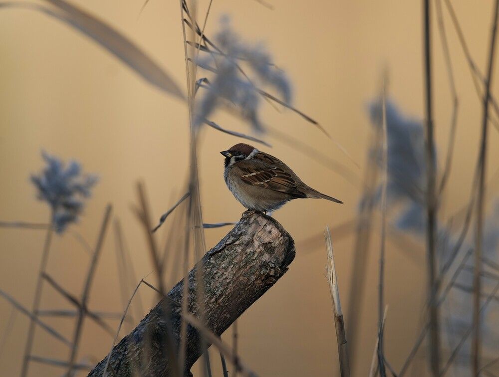 Photograph by Оксана Архипова