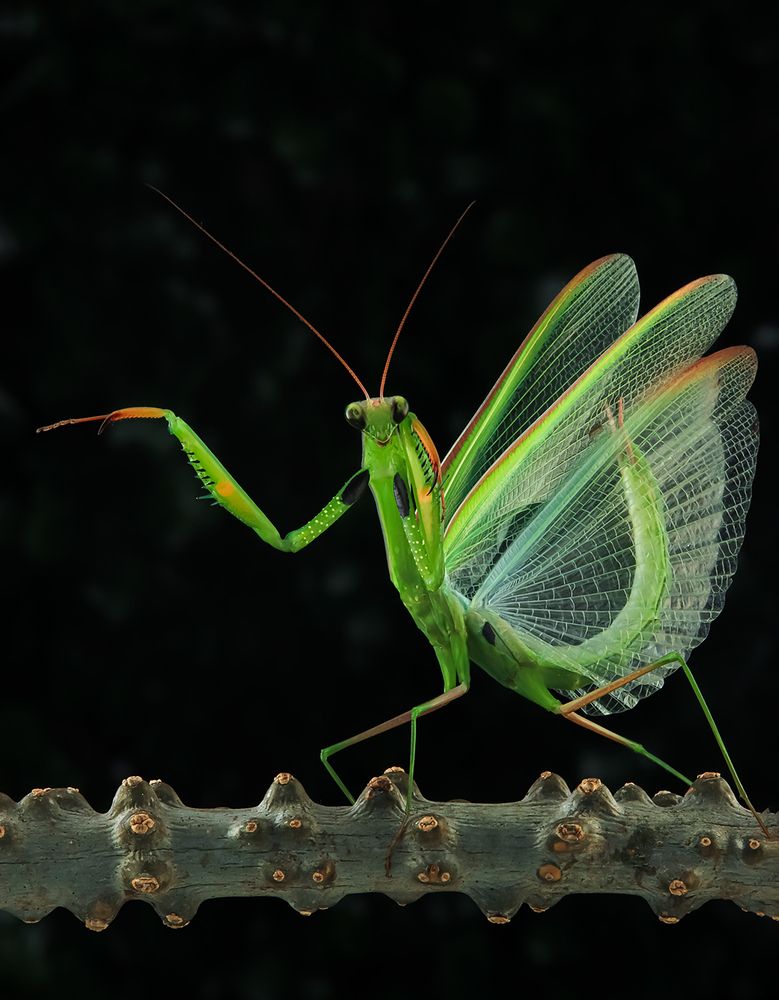 Asian Jumping Mantis - Statilia Maculata