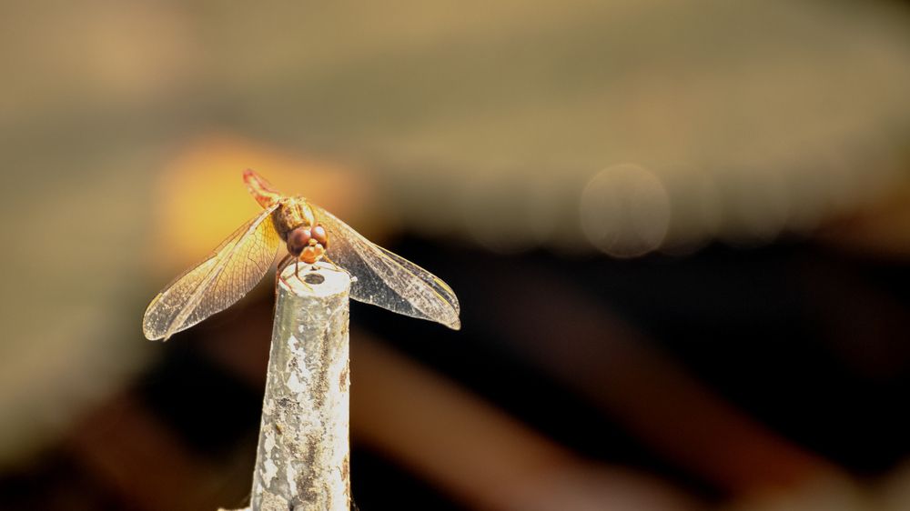 Фотография автора savitri Rawat