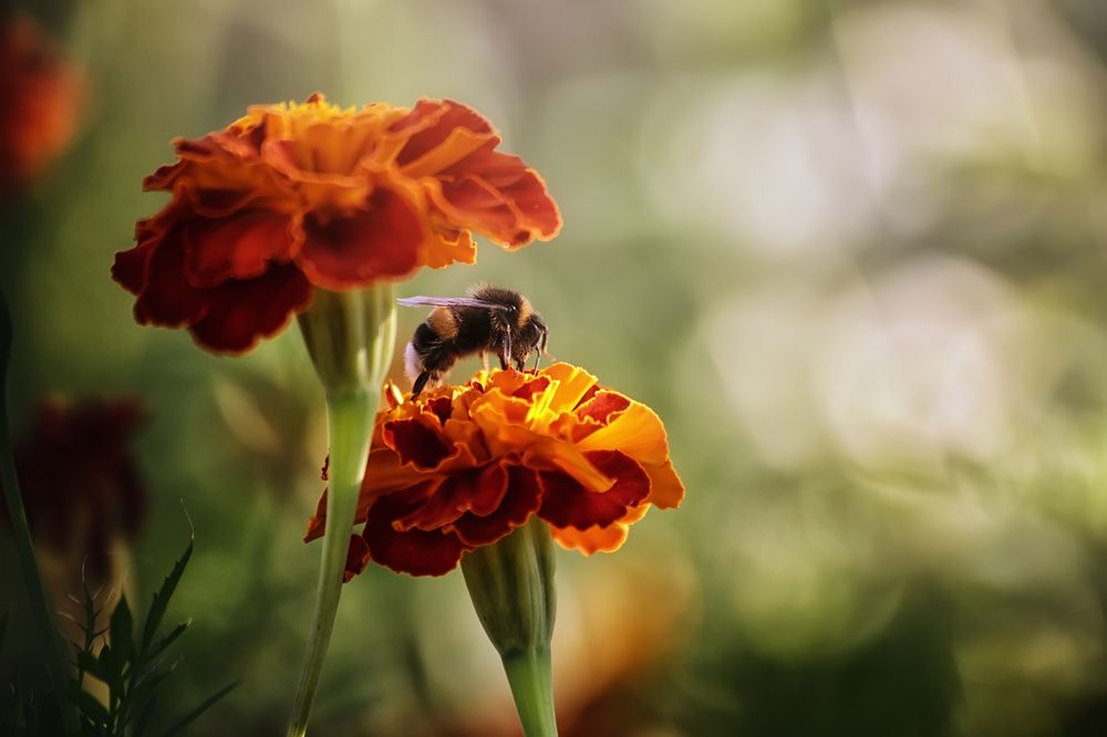 Он стоял твердо и смотрел в сад..