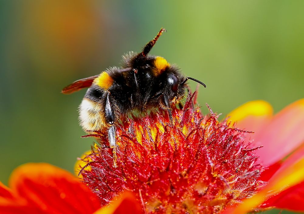 Всем привет я шмель